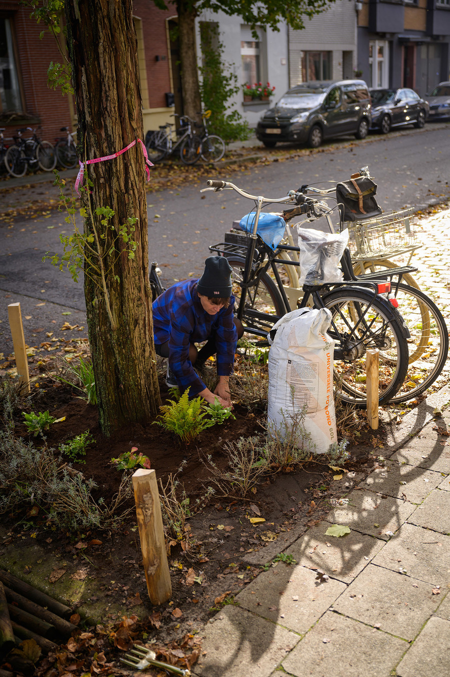 Boomspiegel aanplanten